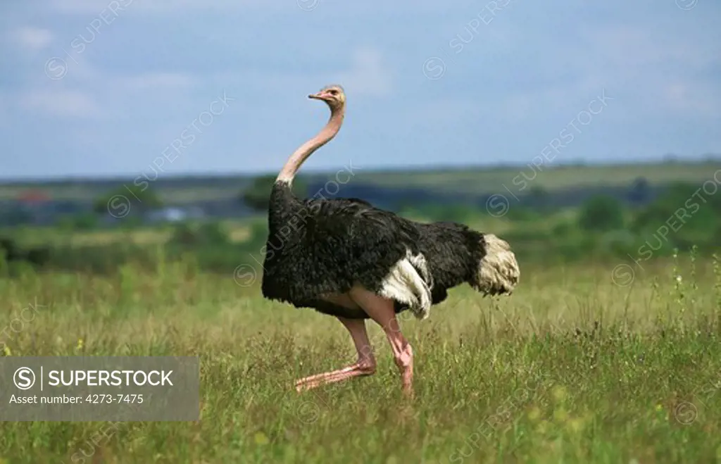 Ostrich Struthio Camelus, Male Standing On Grass, Kenya