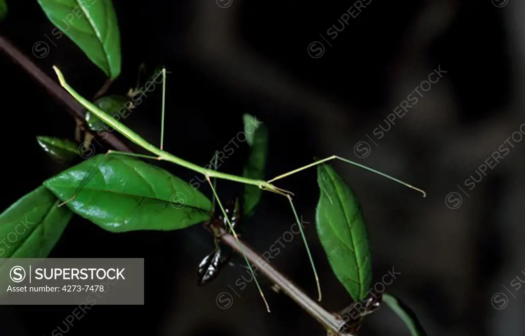 Stick Insect, Adult, Kenya