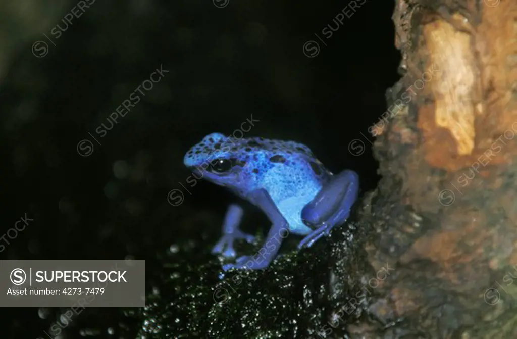 Blue Poison Frog, Dendrobates Azureus, Adult