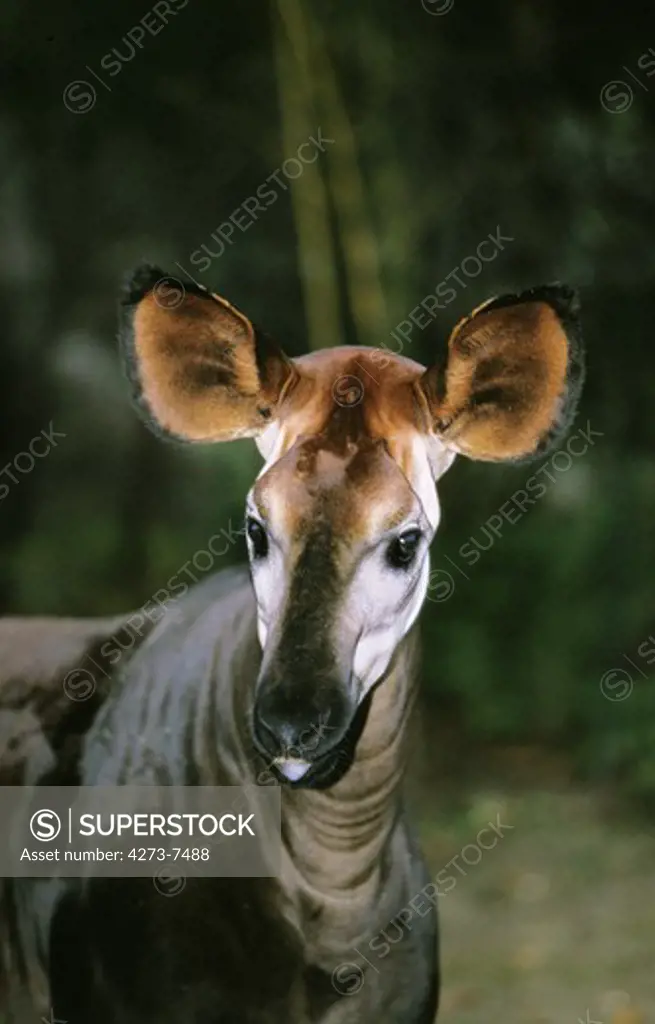 Okapi, Okapia Johnstoni, Portrait Of Adult