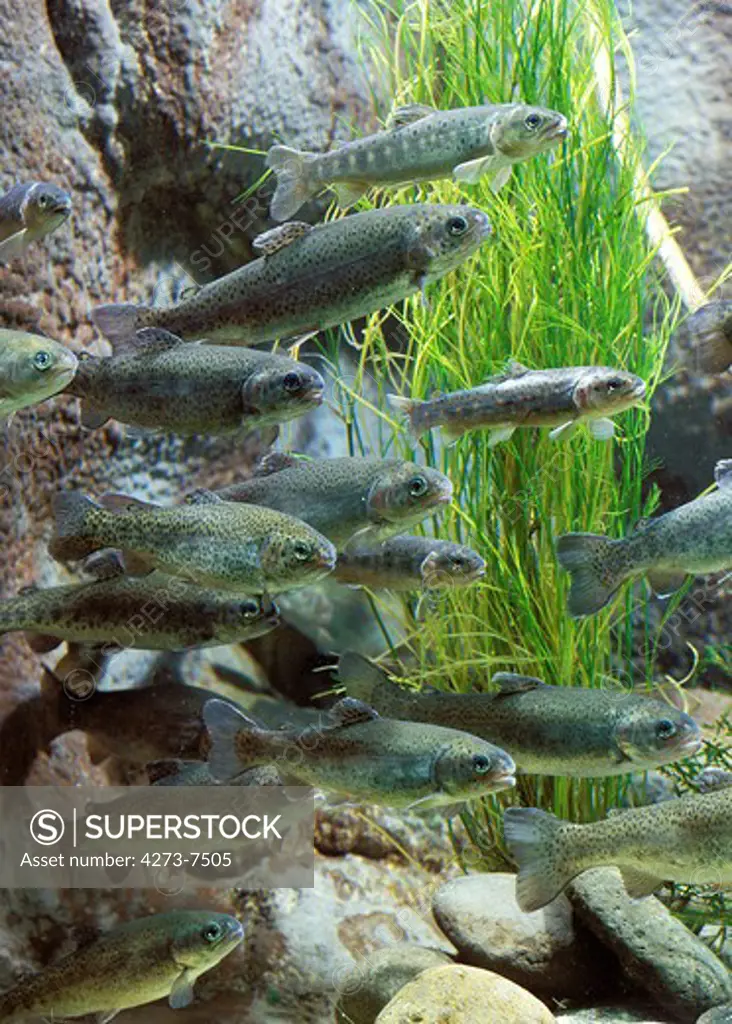 Rainbow Trout, Salmo Gairdneri, Shoal Of Fishes