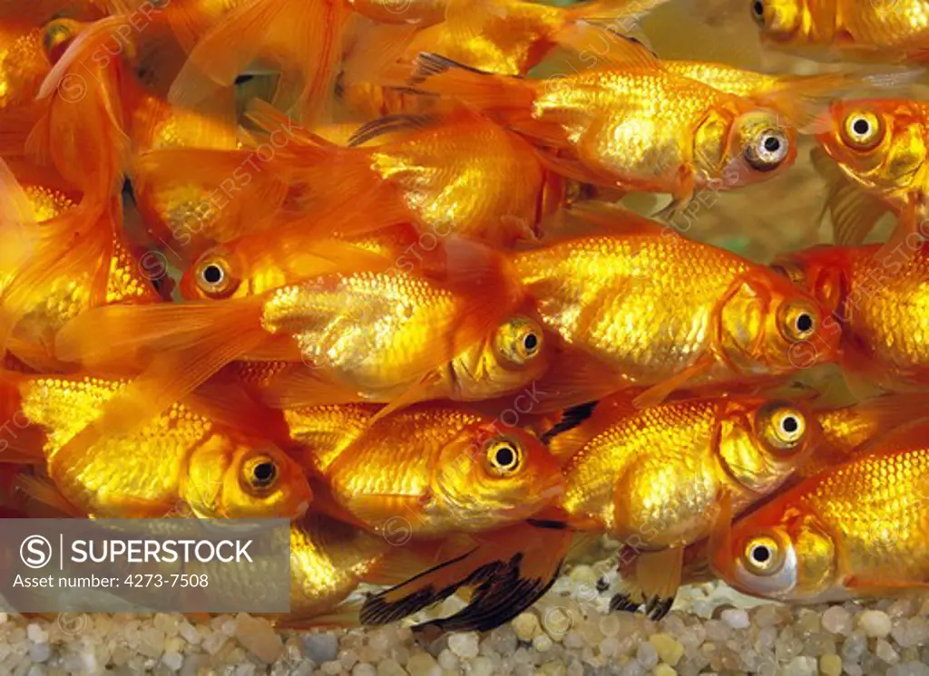 Goldfish, Carassius Auratus, Adult