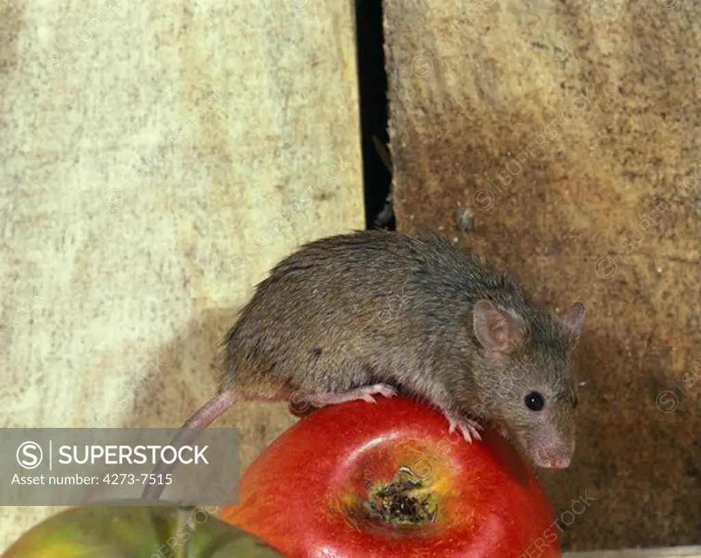 House Moise, Mus Musculus, Adult Standing On Apple
