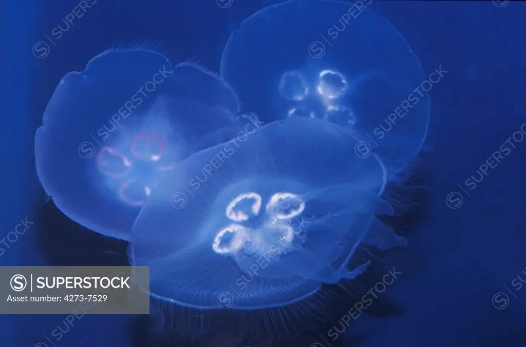 Common Jellyfish Or Moon Jellyfish, Urelia Aurita