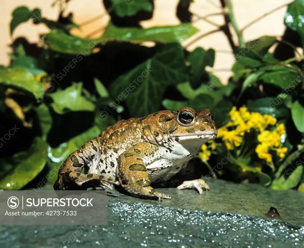 Green Toad Bufo Viridis, Adult