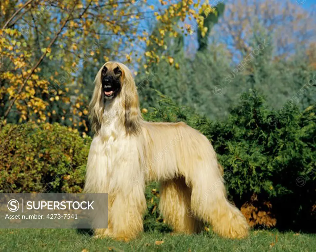 Afghan Hound, Adult Dog Standing On Grass