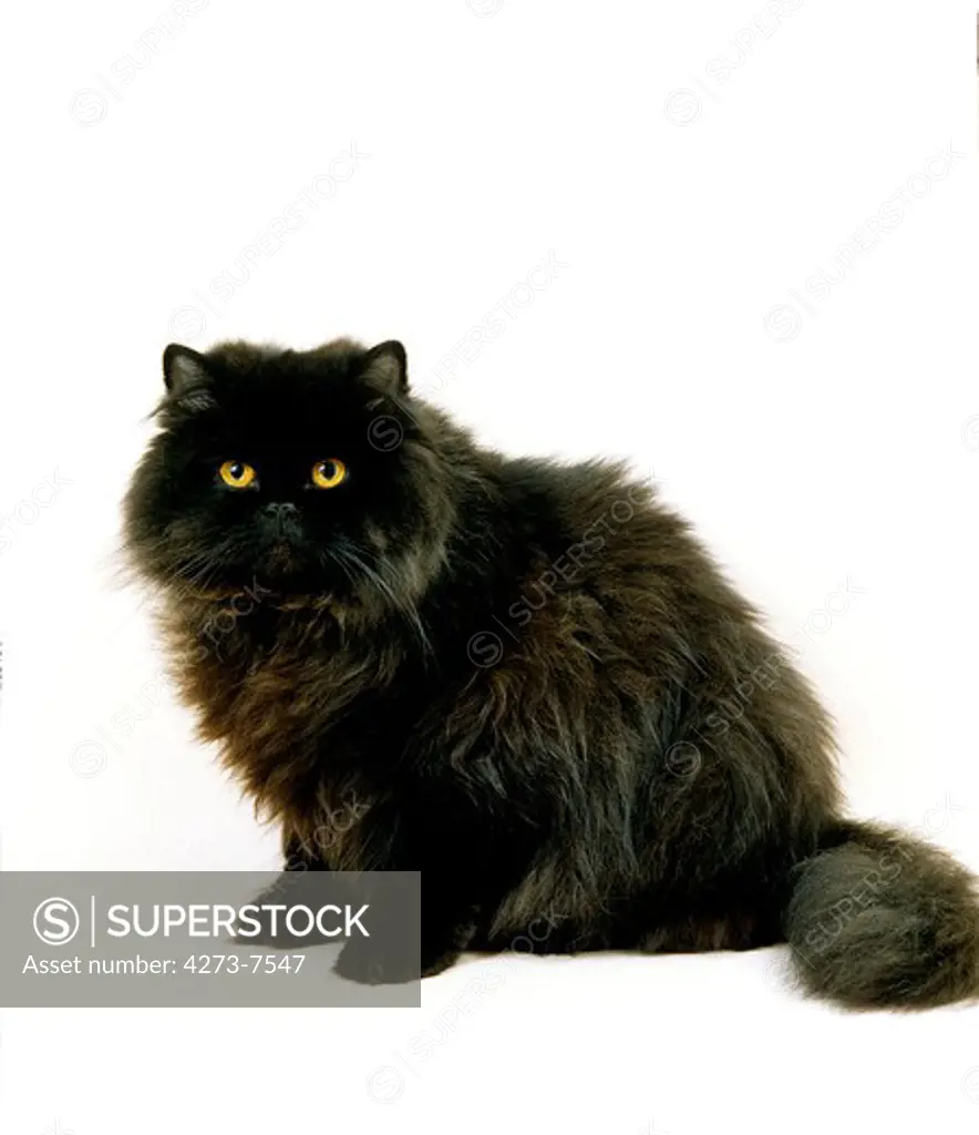 Black Persian Cat, Adult Against White Background