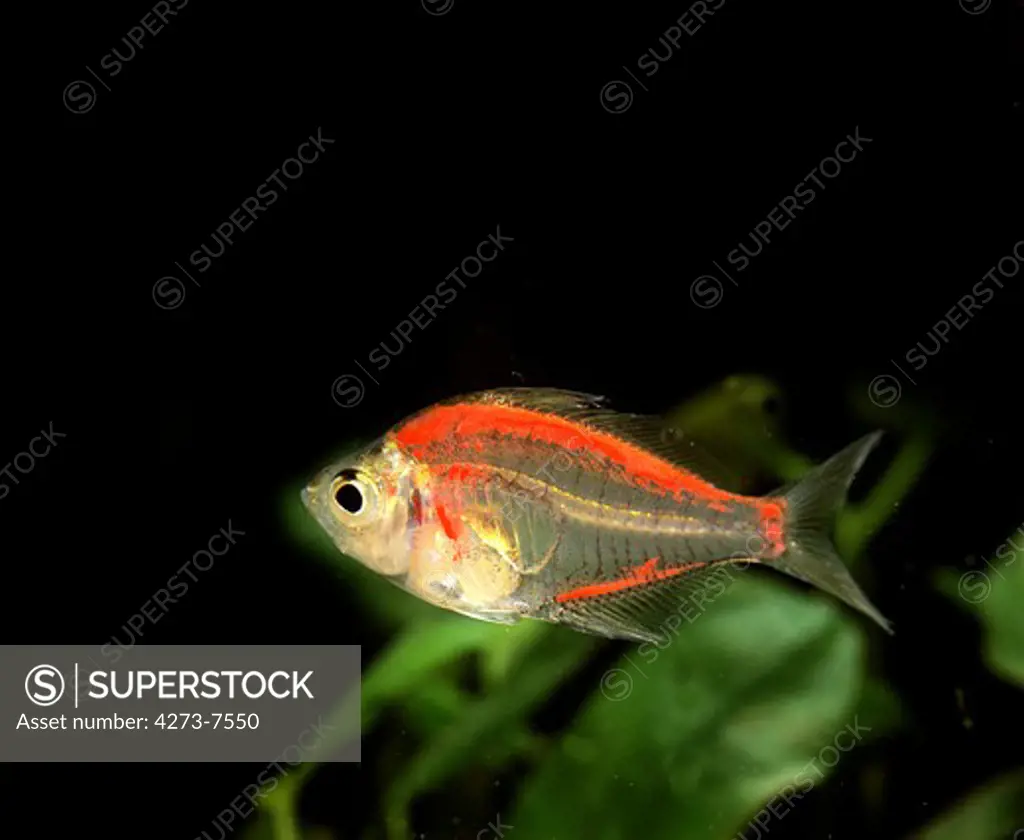 Glassfish, Chanda Ranga Color, Adult