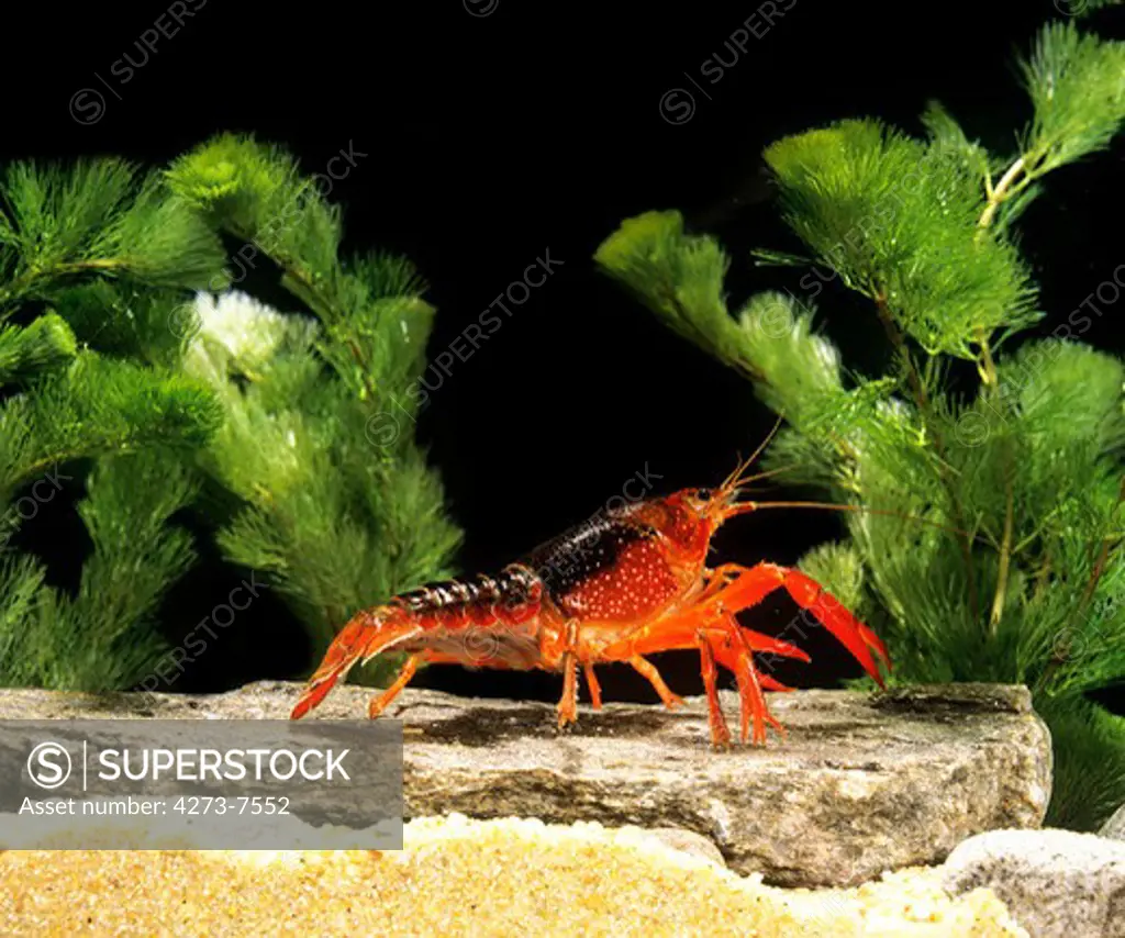 Louisiana Crayfish, Procambarus Clarkii