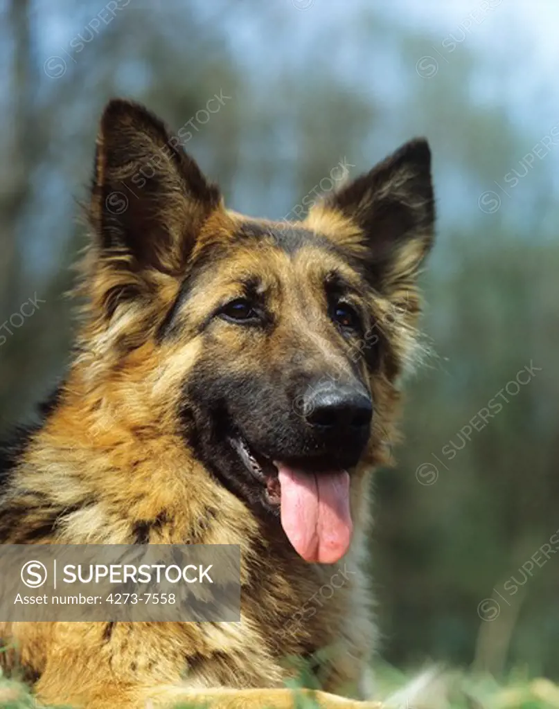 German Shepherd Dog, Portrait Of Adult