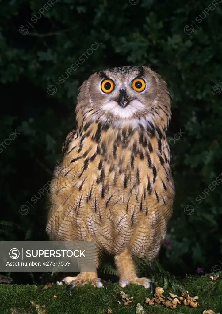 European Eagle Owl, Bubo Bubo, Adult