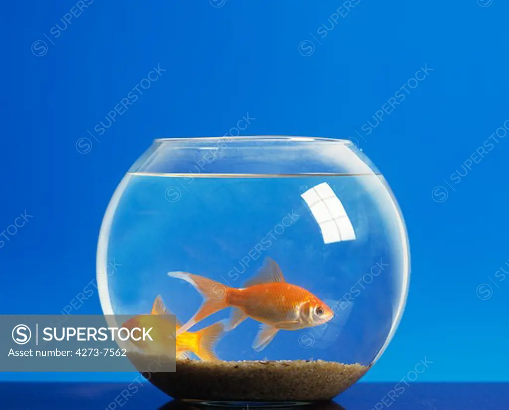 Goldfish, Carassius Auratus, Adults In Fish Tank