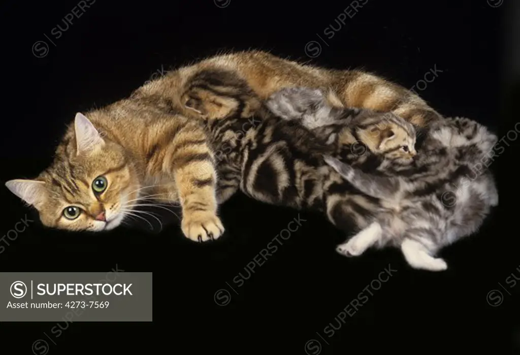 European Brown Tabby Domestic Cat, Mother With Kitten Suckling