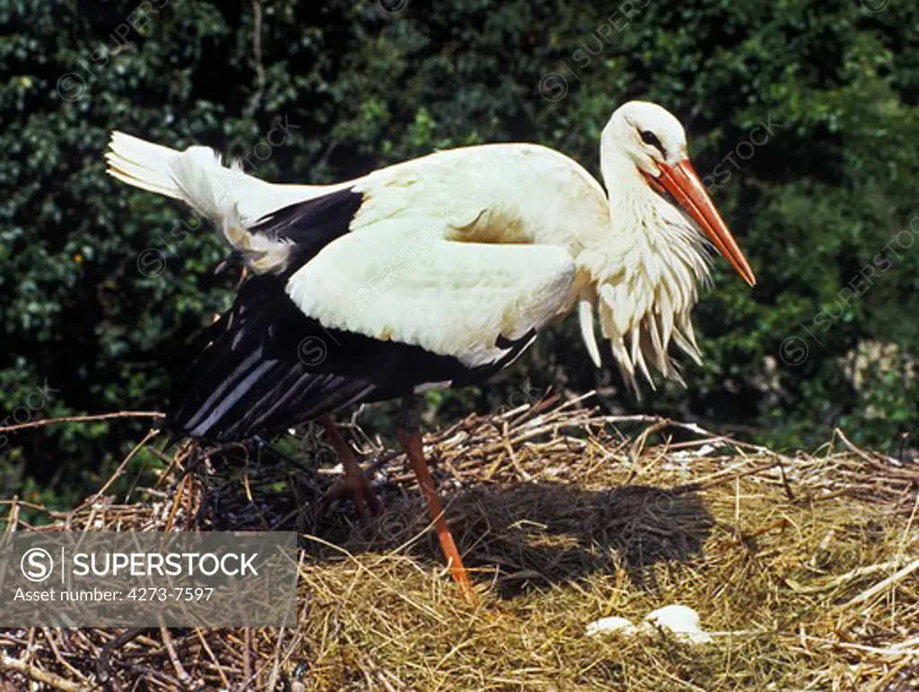White Stork, Ciconia Ciconia, Adult On Nest With Eggs, Alsace In France