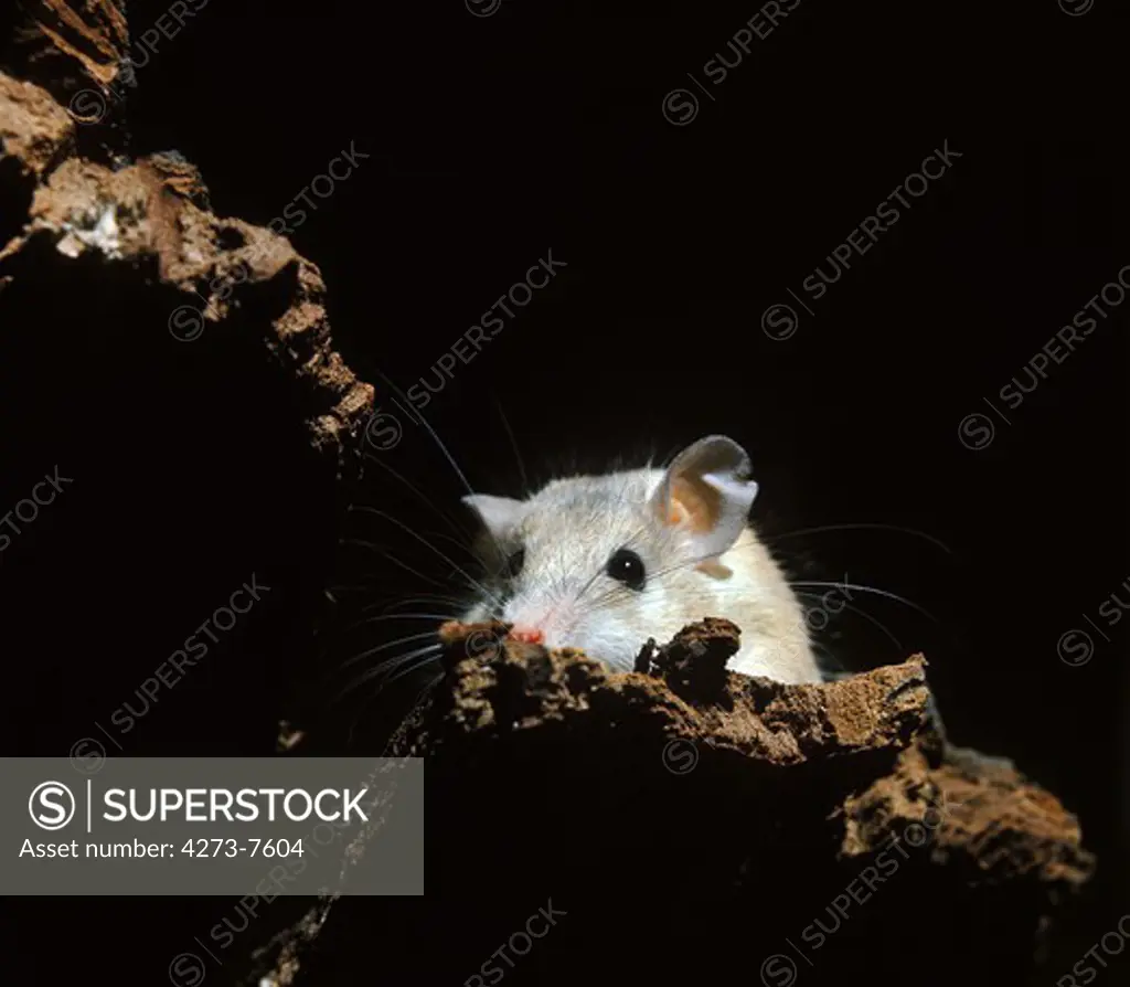Spiny Mice Acomys Dimidiatus