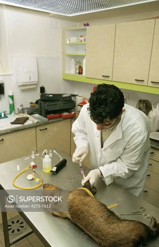 Dog And Veterinary Doing Intravenous Injection
