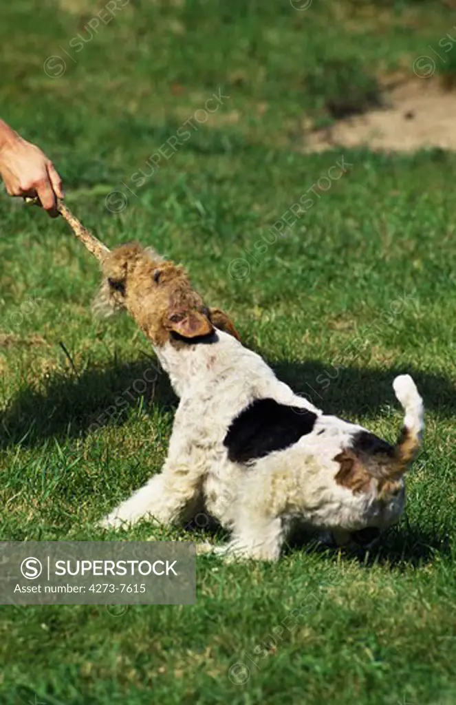 Wire-Haired Fox Terrier, Adult Playing With A Piece Of Wood