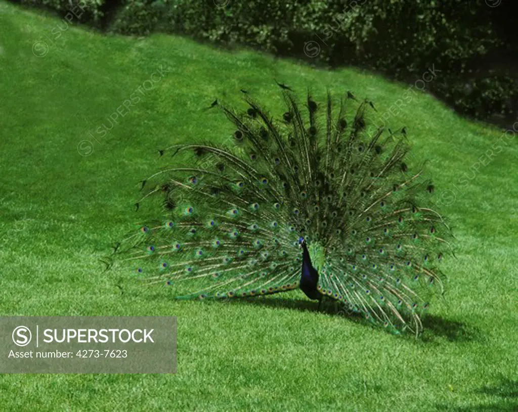 Common Peacock, Pavo Cristatus, Male Displaying With Its Feathers Fanned, Showing Its Plumage