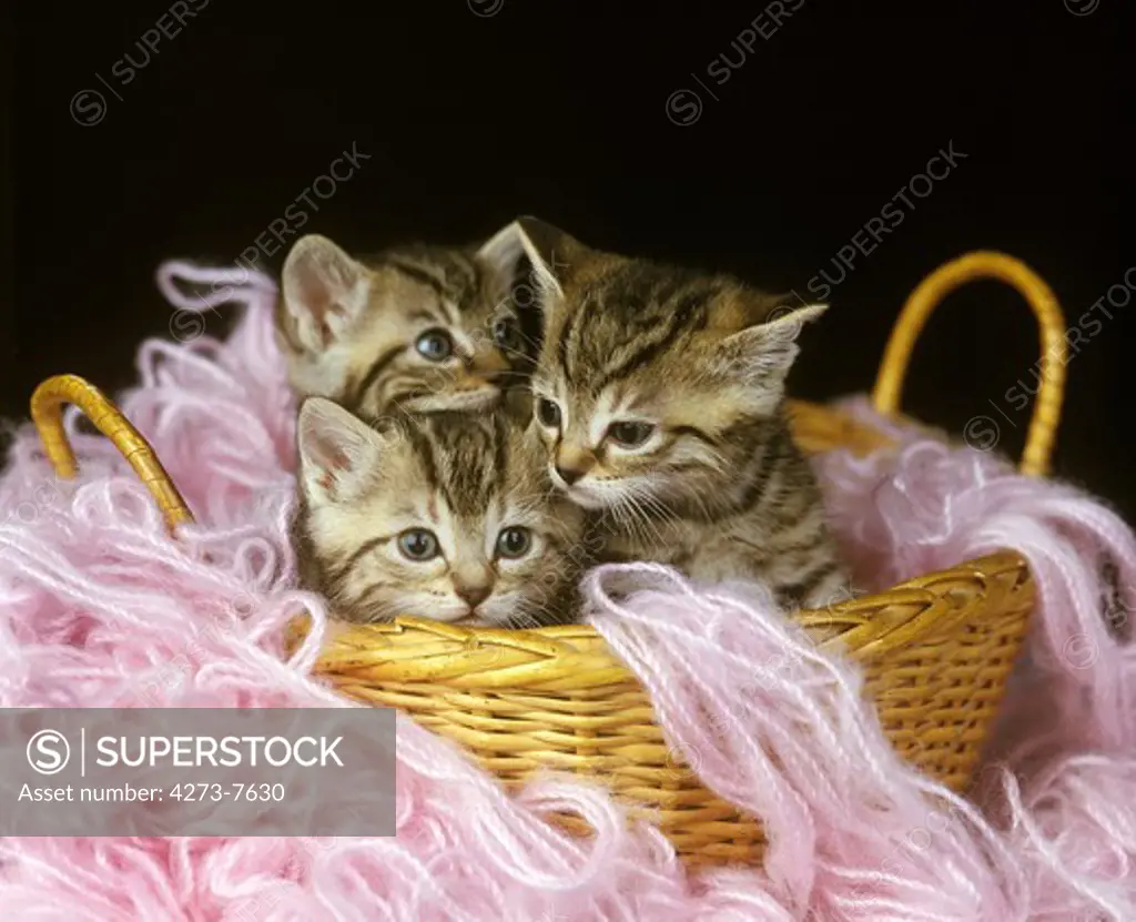 European Brown Tabby Domestic Cat, Kitten Standing In Whool
