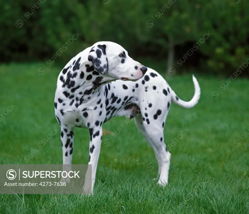 Dalmatian Dog, Male Standing On Grass