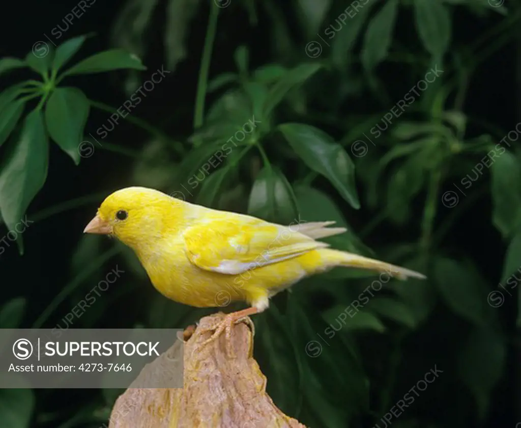 Malinois Canary Or Song Canary, Serinus Canaria, Adult Standing On Stone