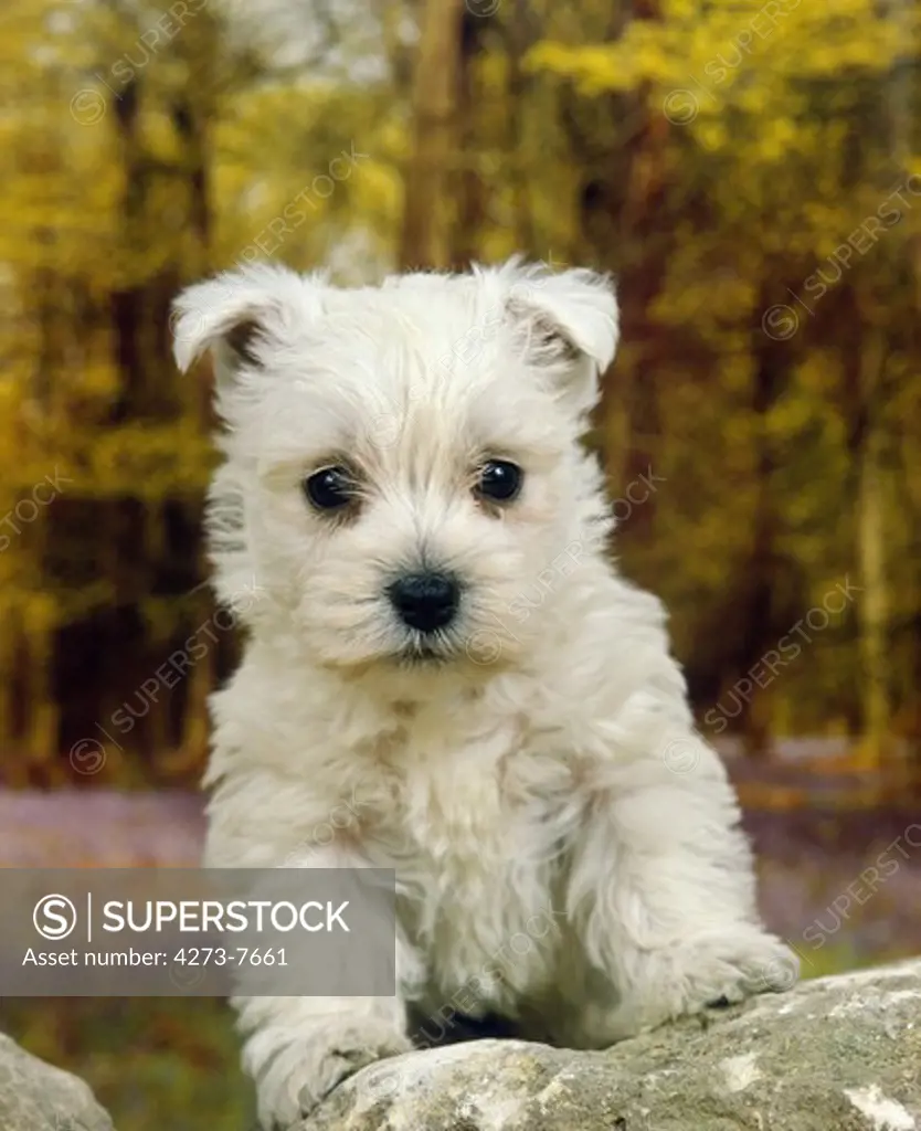 West Highland White Terrier, Pup Standing On Rock