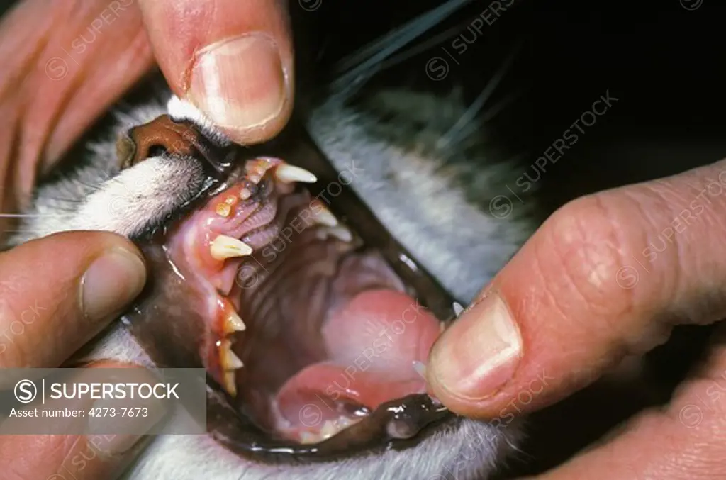 Vet With A Cat Before A Dental Scaling