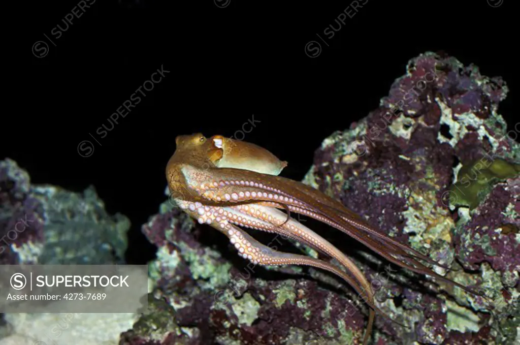Octopus, Octopus Sp., Adult Swimming