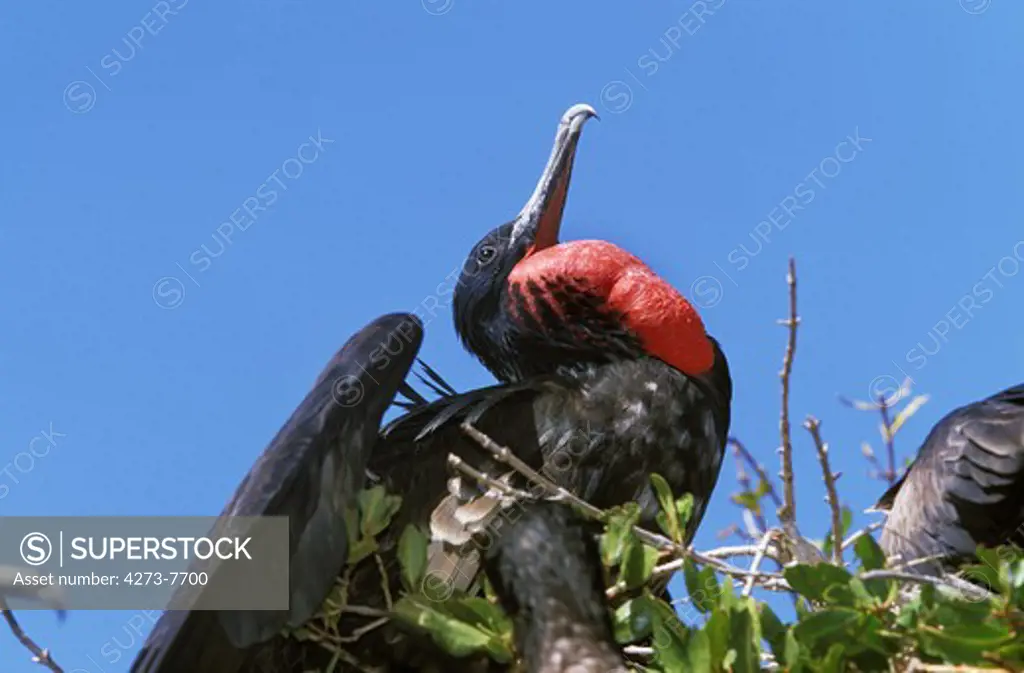 Magnificent Frigatebird, Fregata Magnificens, Male With Red Goular Pouch, Mexico
