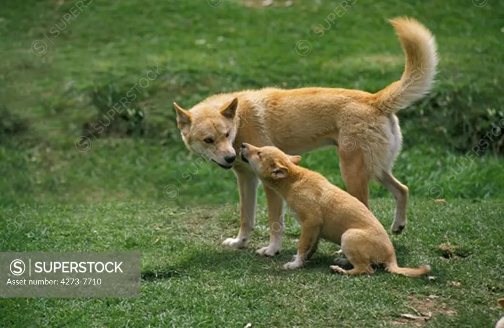 Dingo, Canis Familiaris Dingo, Mother With Pup, Australia