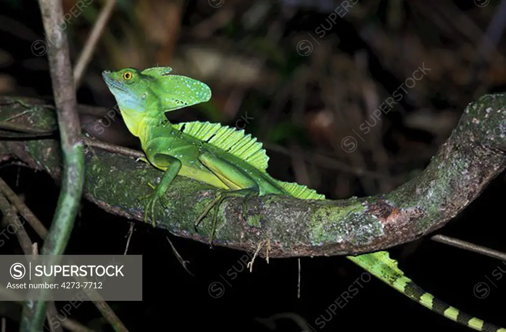 Green Basilisk Lizard Or Double-Crested Basilisk Lizard Basiliscus Plumifrons, Adult Standing On Branch, Costa Rica
