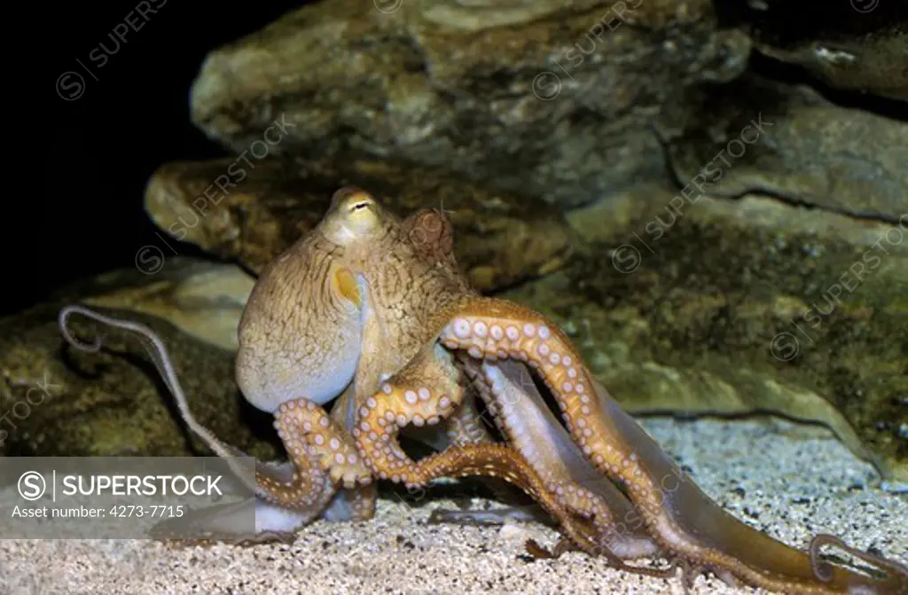 Octopus, Octopus Sp., Adult