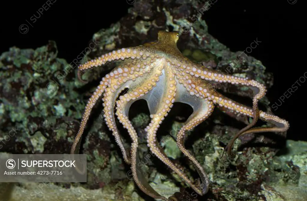 Octopus, Octopus Sp., Adult Swimming Showing Tentacles