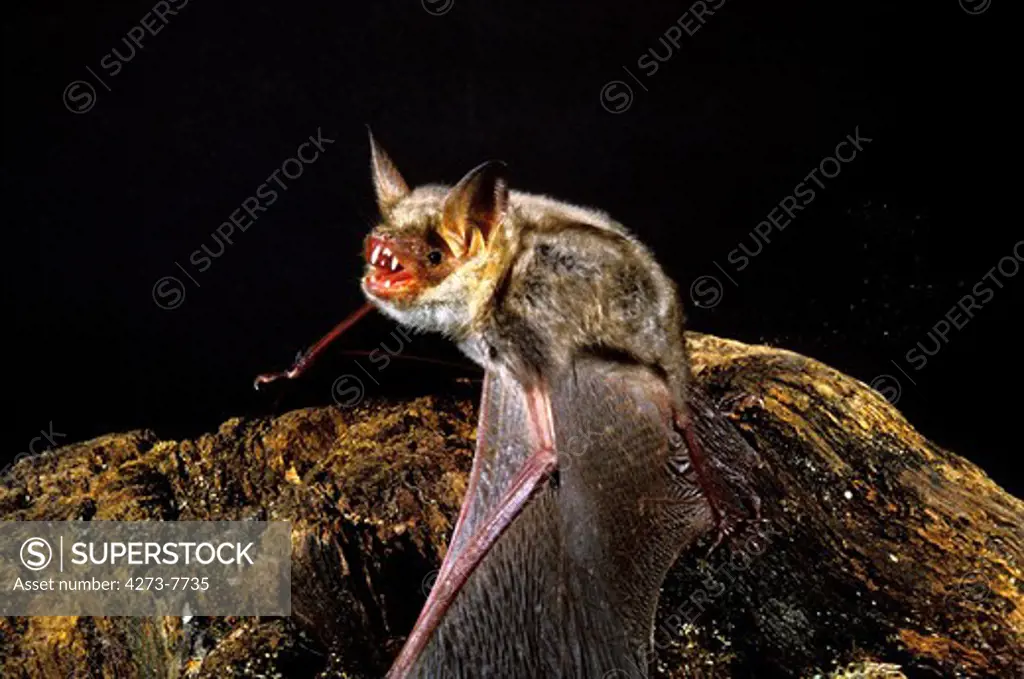 Mouse-Eared Bat Myotis Myotis, Adult With Open Mouth