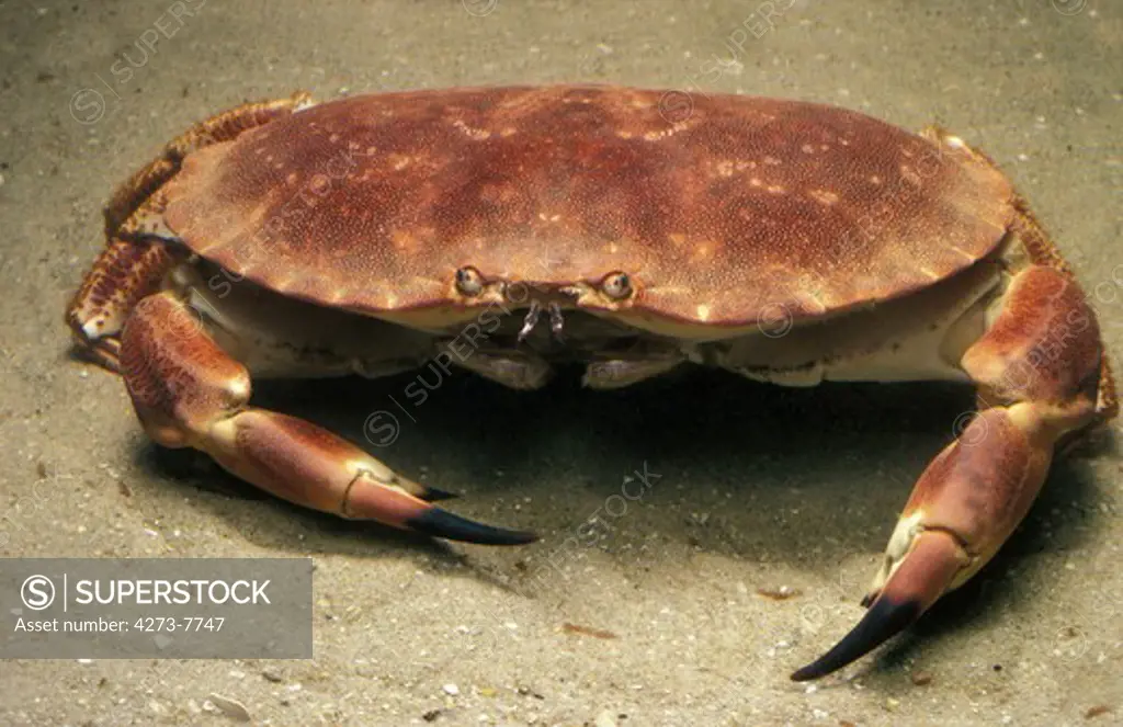 Edible Crab, Cancer Pagurus, Adult