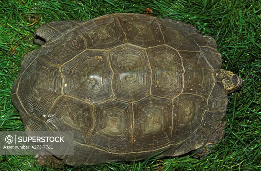 Tortoise, To View Of Carapace