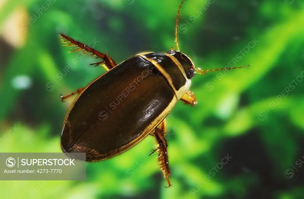 Great Diving Beetle, Dytiscus Marginalis, Adult