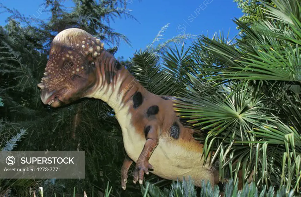 Pachycephalosaurus, Thick-Skulled Herbivorous Ornitischian Dinosaur From The Late Cretaceous Period