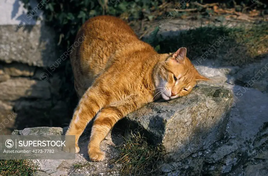 Red Tabby Domestic Cat, Adult Rubbing Head On Rock