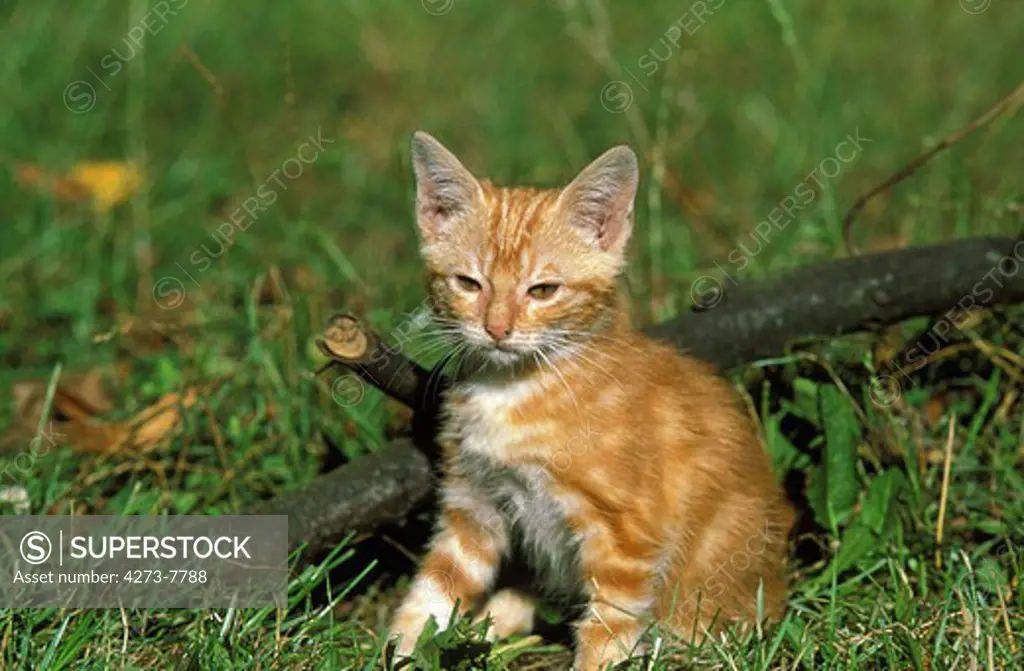 Red Tabby Domestic Cat, Kitten Sitting On Grass
