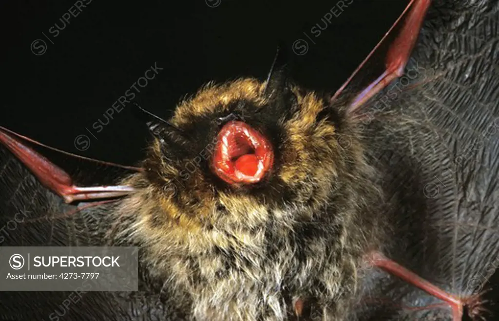 Mouse-Eared Bat, Myotis Myotis, Adult In Flight With Open Mouth, Calling Out