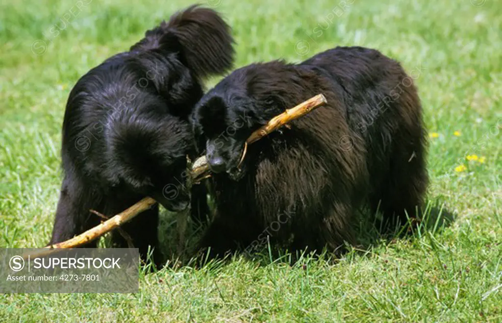 Newfoundland Dog, Adults Standing On Grass, Playing With A Piece Of Wood