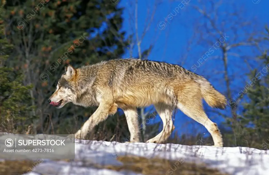 North American Grey Wolf, Canis Lupus Occidentalis, Adult Standing On Snow, Canada
