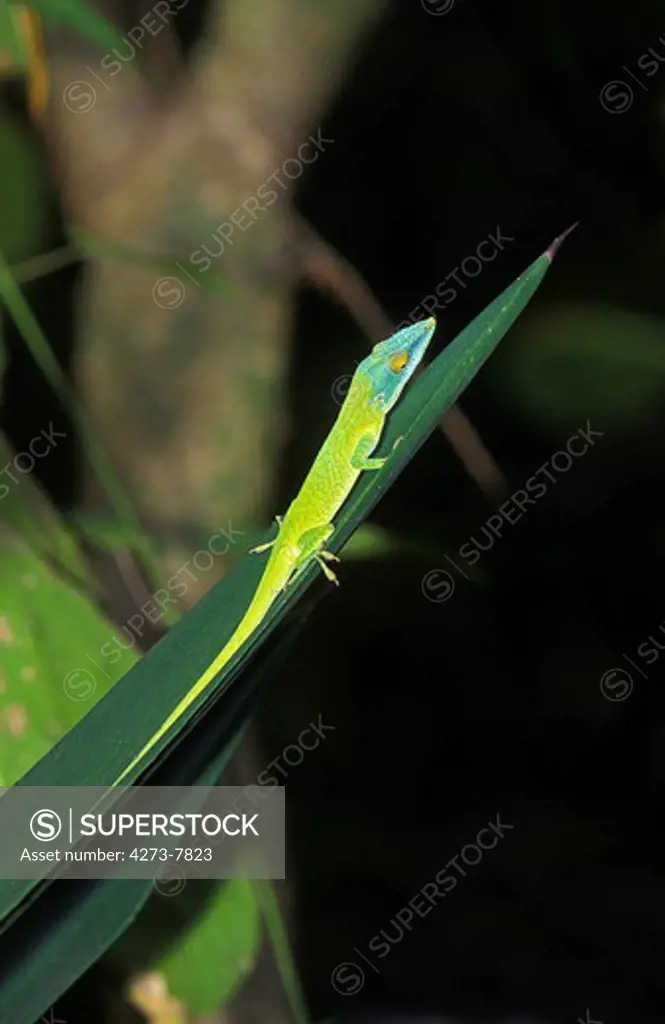 Green Anole Lizard Or Carolina Lizard Anolis Carolinensis, Adult Standing On Leaf