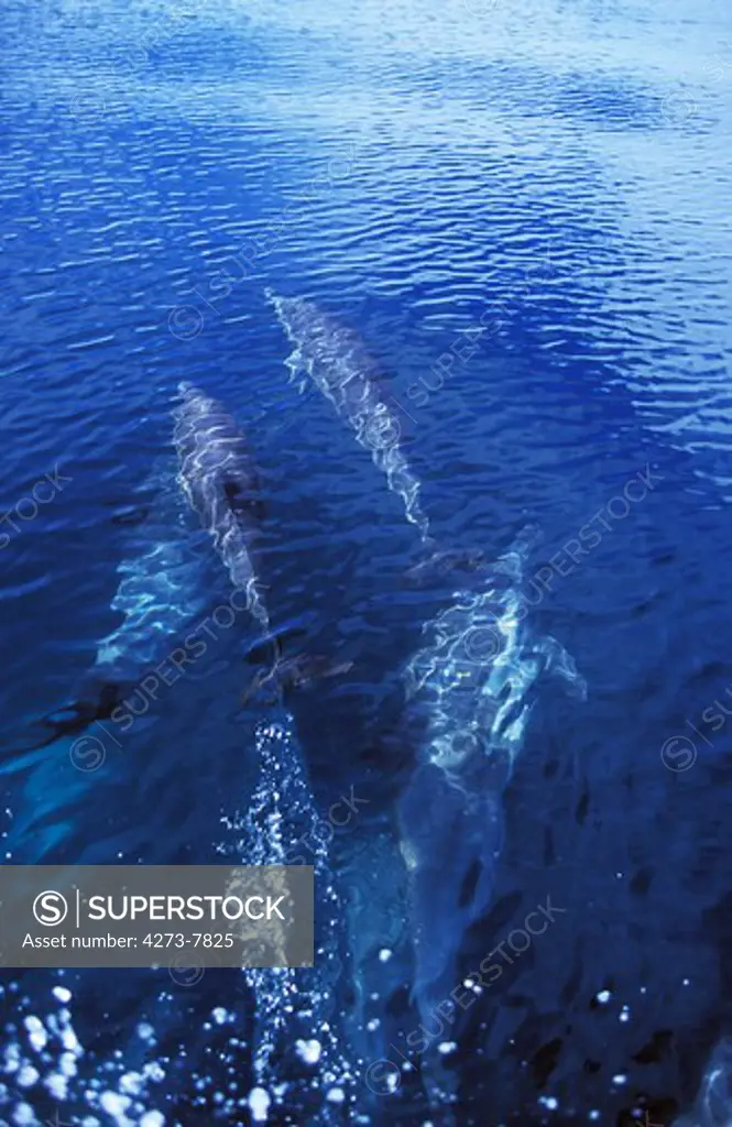 Group Of Dophins In Mexico