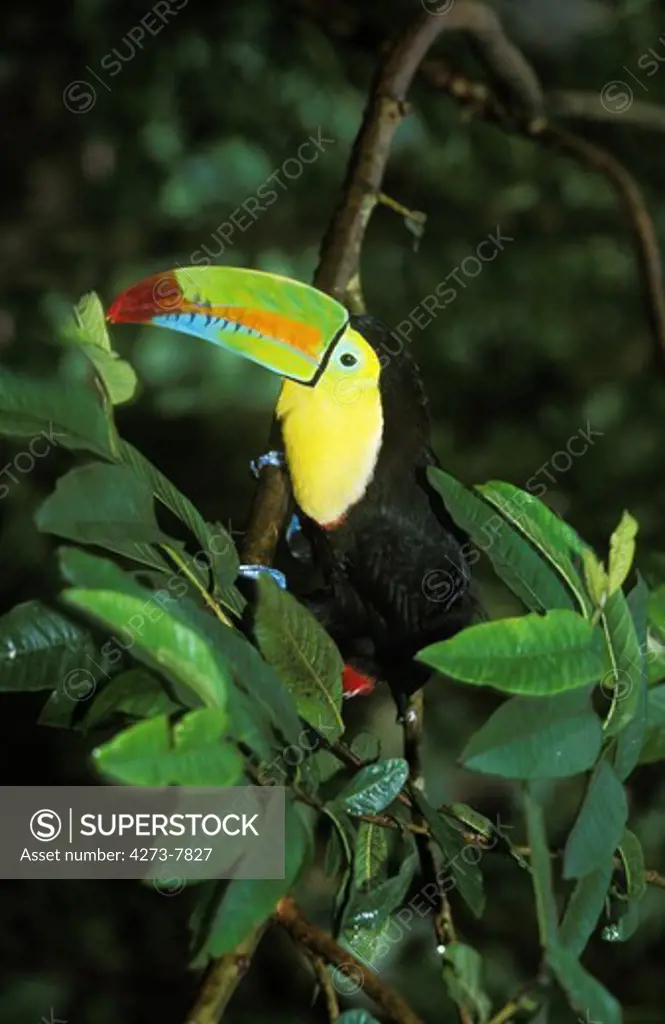 Keel-Billed Toucan Ramphastos Sulfuratus, Costa Rica