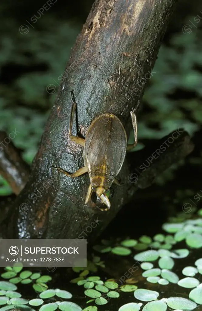 Water Bug, Abedus Herberti, Adult, Florida