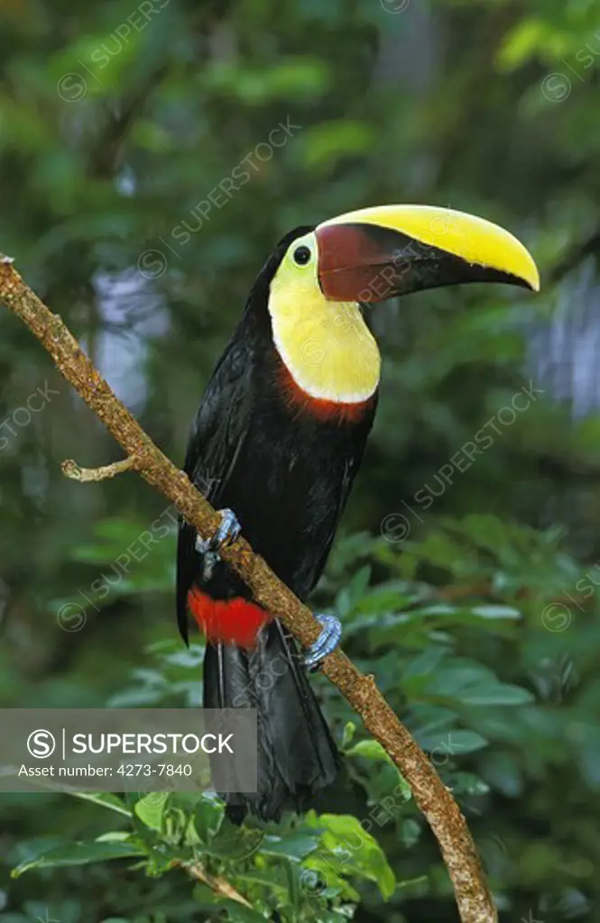Chestnut-Mandible Toucan Ramphastos Swainsonii, Adult Standing On Branch, Costa Rica