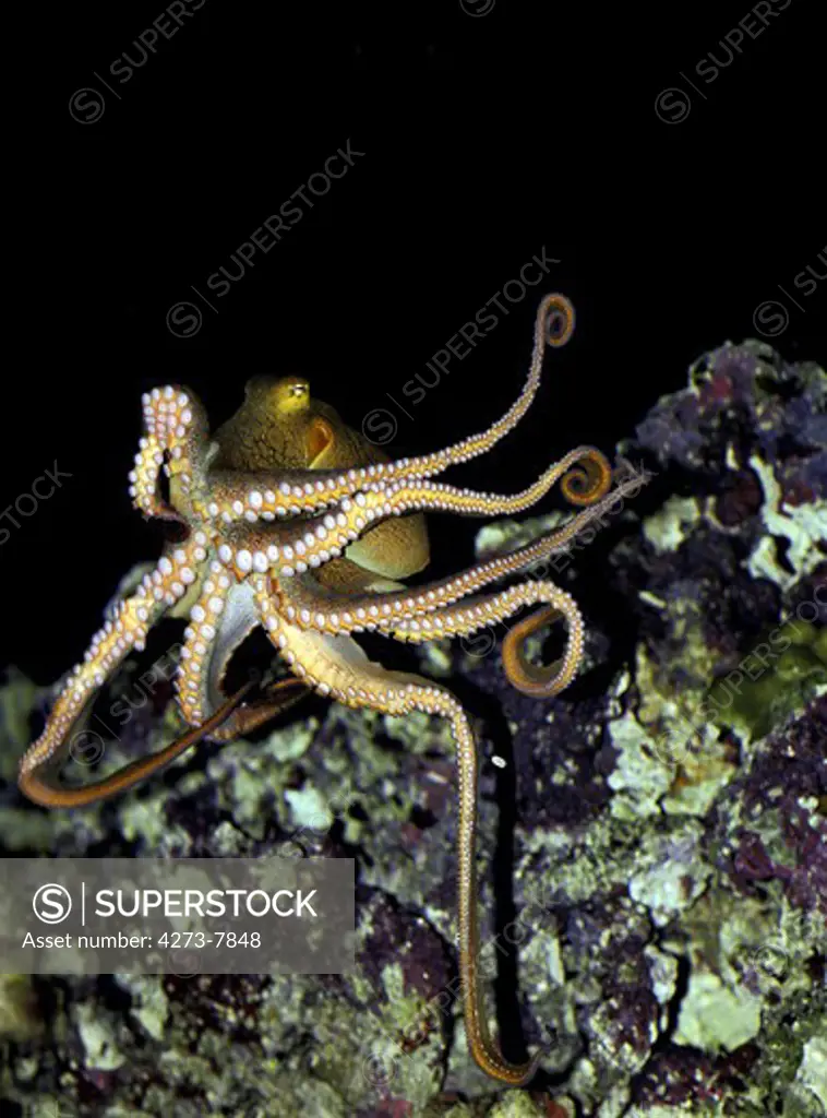 Octopus Octopus Cyanea