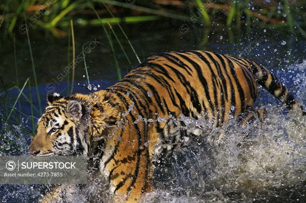 Bengal Tiger Panthera Tigris Tigris, Adult Running Through Water